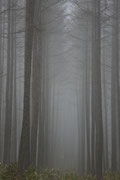 「霧木立」