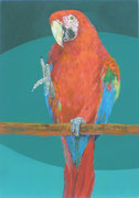 鳥の肖像画ベニコンゴウインコ