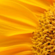 Bienenland