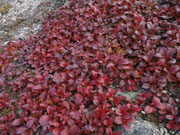 アラスカの植物