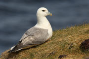 Snæfellsnes (Island)