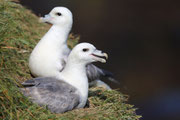 Snæfellsnes (Island)