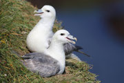 Snæfellsnes (Island)