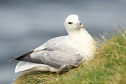 Snæfellsnes (Island)