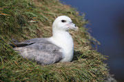 Snæfellsnes (Island)