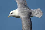Snæfellsnes (Island)