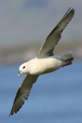 Snæfellsnes (Island)