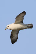 Snæfellsnes (Island)