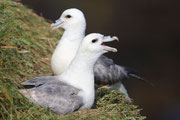Snæfellsnes (Island)
