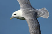 Snæfellsnes (Island)