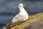 Snæfellsnes (Island)