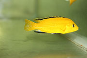 лабидохромис, лабидохромис еллоу, лабидохромис фото, лабидохромис желтый, labidochromis, labidochromis caeruleus, labidochromis caeruleus yellow 