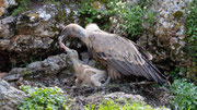 Gänsgeier bei der Fütterung seines Nestlings