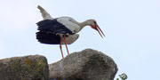 Weissstorch auf dem Aqueducto de los Milagros in Merida