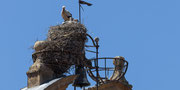 Weissstorch in der Stadt Salamanca Spanien