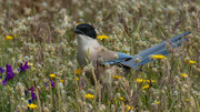 Blauelster 
