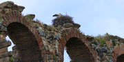 Storchenhorste auf dem Aqueducto de los Milagros in Merida