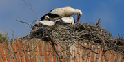 Storchenhorste auf dem Aqueducto de los Milagros in Merida
