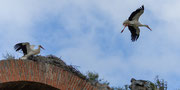 Storchenhorste auf dem Aqueducto de los Milagros in Merida