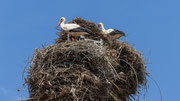 Auf unserer Fahrt haben wir Autobahnen auf dem GPS ausgeschaltet. Immer wieder treffen wir auf Weissstorchorste, sei es auf Bäumen, Stromleitungsmasten usw.