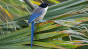 Blauelster 