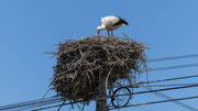 Auf unserer Fahrt haben wir Autobahnen auf dem GPS ausgeschaltet. Immer wieder treffen wir auf Weissstorchorste, sei es auf Bäumen, Stromleitungsmasten usw.