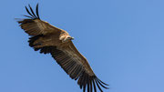 Gänsegeier Flugshow am Rio Lobos