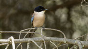 Blauelster 
