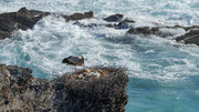 Weissstorchhorste auf den Klippen und Felsen der Portugiesischen Westküste
