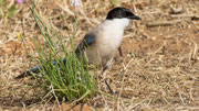 Blauelster 