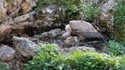 Gänsgeier bei der Fütterung seines Nestlings
