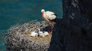 Rund um den Cabo Sardão finden wir weitere Felsenhorste mit Jungen in unterschiedlichen Altersstufen