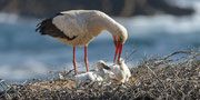 Die Jungstörche sind hungrig und animieren das Männchen, endlich etwas Fressbares auszuwürgen
