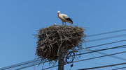 Auf unserer Fahrt haben wir Autobahnen auf dem GPS ausgeschaltet. Immer wieder treffen wir auf Weissstorchorste, sei es auf Bäumen, Stromleitungsmasten usw.