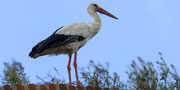 Weissstorch auf dem Aqueducto de los Milagros in Merida