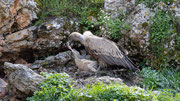Gänsgeier bei der Fütterung seines Nestlings