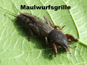 Maulwurfsgrille