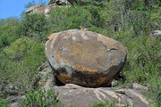 Antilopi delle rocce
