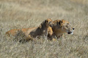 Cucciolo e mamma