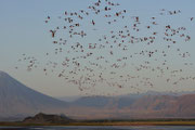 Fenicotteri in volo