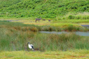 Uccello, antilope e facoceri