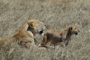 Cucciolo e mamma