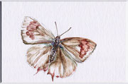 Mirjam Vogl, Nierenfleck-Zipfelfalter, 14,5x9,5, Aquarell, Bleistift, Passepartoutkarton