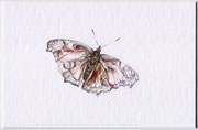 Mirjam Vogl, Tagpfauenauge, 14,5x9,5, Aquarell, Bleistift, Passepartoutkarton