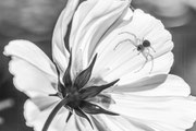 Veränderliche Krabbenspinne