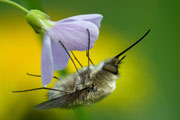 Wollschweber an Wiesenschaumkraut