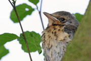 Singdrossel, Jungvogel