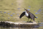 Balzende Wasseramsel