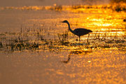 Graureiher im Abendlicht