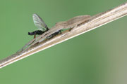 Laufspinne